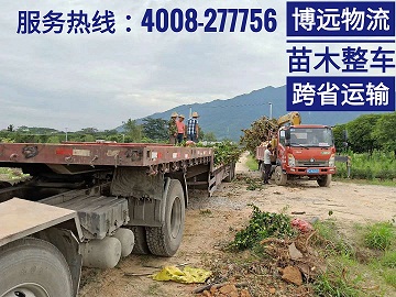 長(zhǎng)沙至桂林苗木整車(chē)運(yùn)輸.jpg 長(zhǎng)沙至桂林苗木整車(chē)運(yùn)輸.jpg